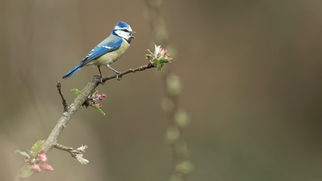 bird_branch_blue_unsplash