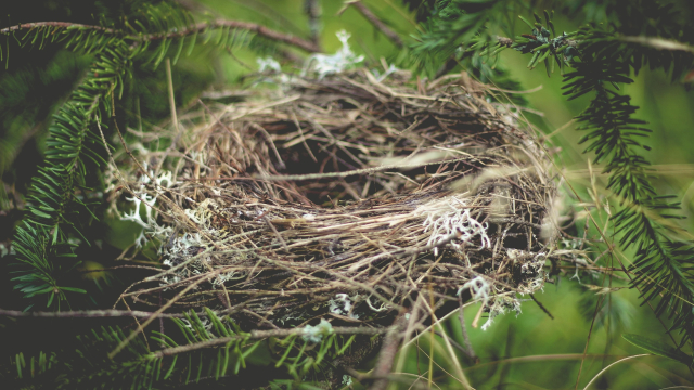 bird_nest_nature_unsplash