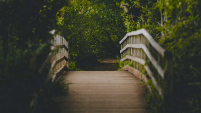 bridge_forest_unsplash