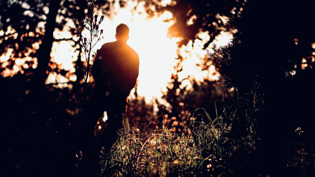 bright_light_man_trees_unsplash