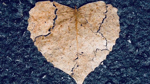 broken_heart_leaf