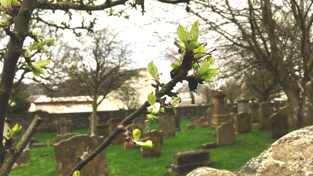 bud_blossom_graveyard_renewal