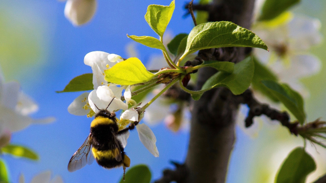 bumble_bee_flower