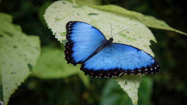 butterfly_blue_leaves_unsplash
