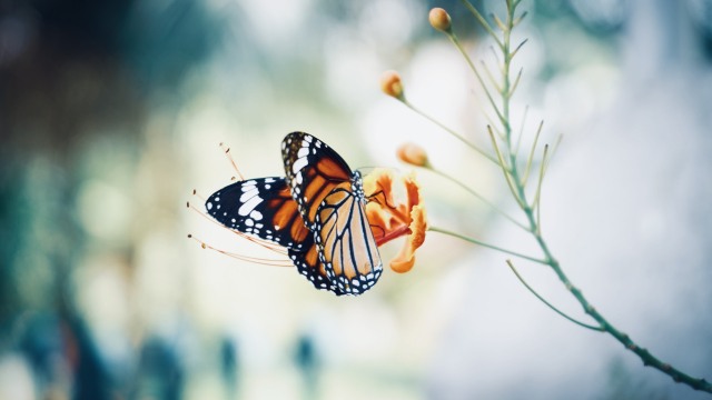 butterfly_flower_wings_unsplash