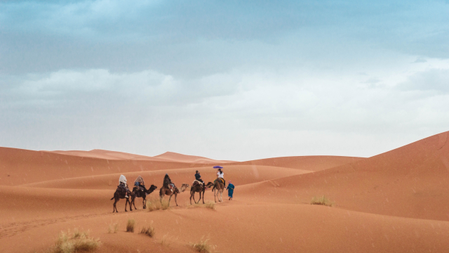 camel_train_unsplash