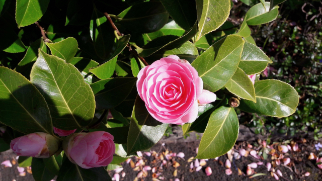 Growing in the Garden