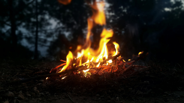 campfire_forest