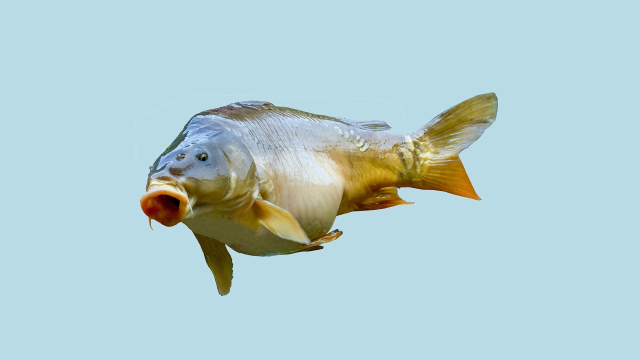 carp_leaping