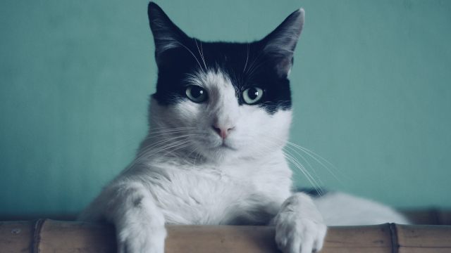 cat_box_pet_unsplash
