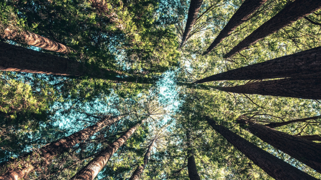 cedar_trees_forest_up_unsplash