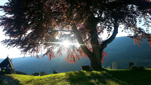 cemetery_sunlight