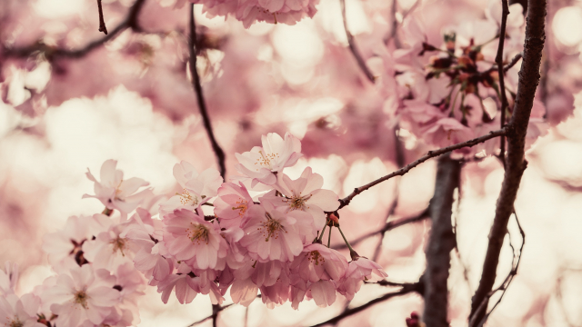 cherry_blossoms_branches_unsplash