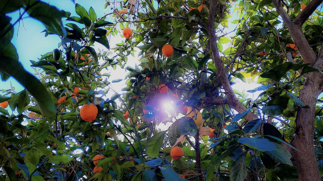 citrus_tree_sunlight_unsplash