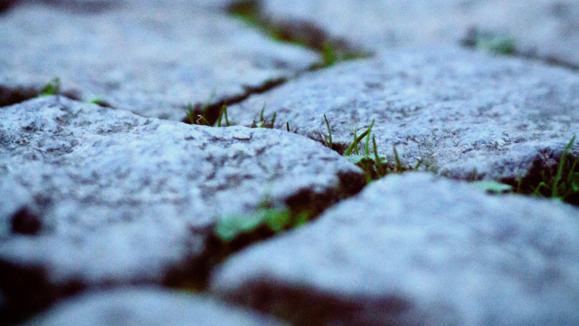 cobblestones_weeds_unsplash