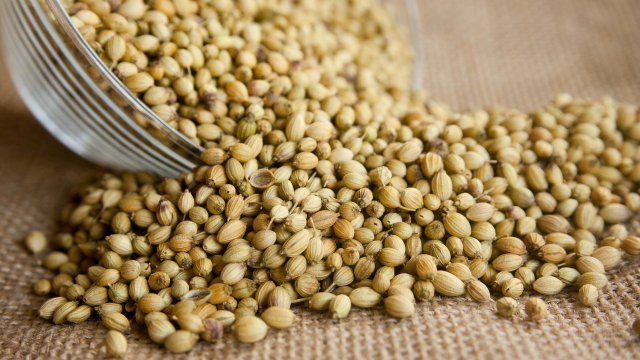 coriander_seeds