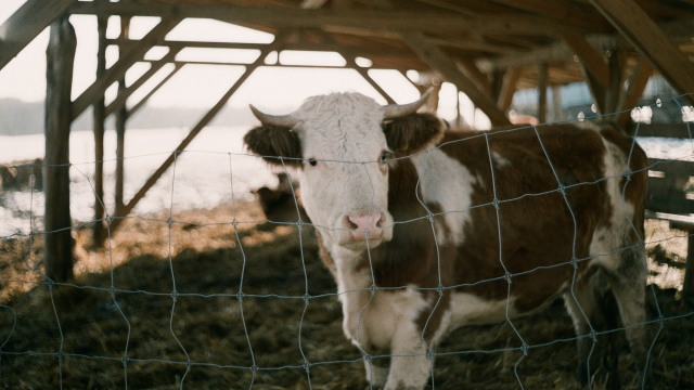cow_barn_nativity_unsplash