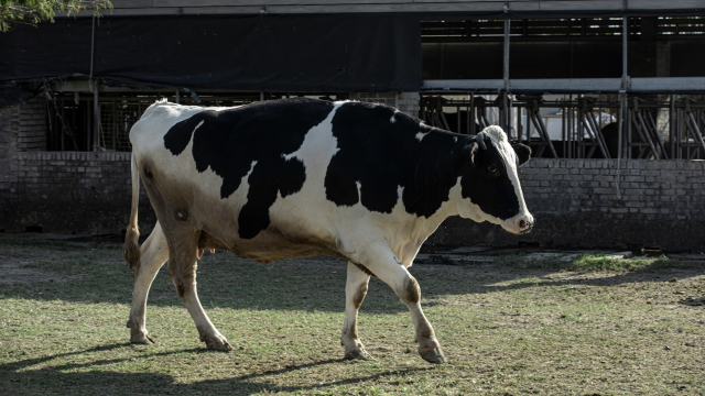 cow_walking_farm_unsplash