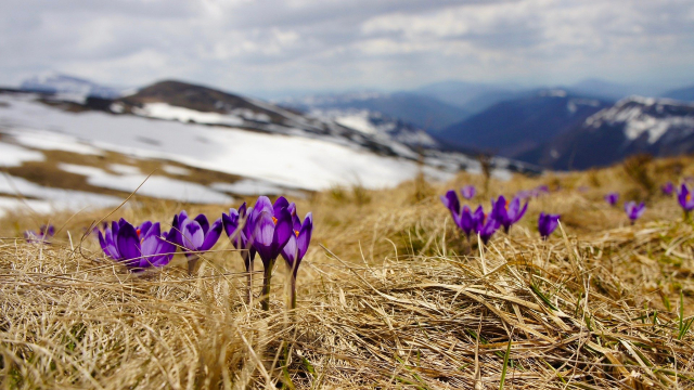 crocuses_mountain