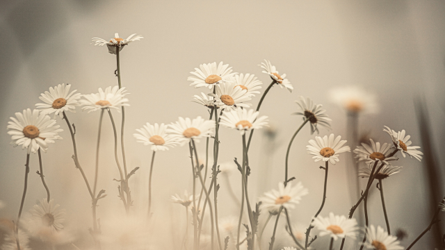 daisies_flowers_growing_unsplash