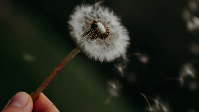 dandelion_breath_unsplash