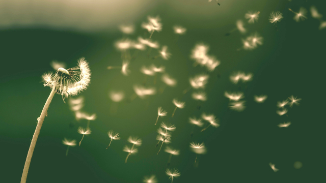 dandelion_flower_unsplash