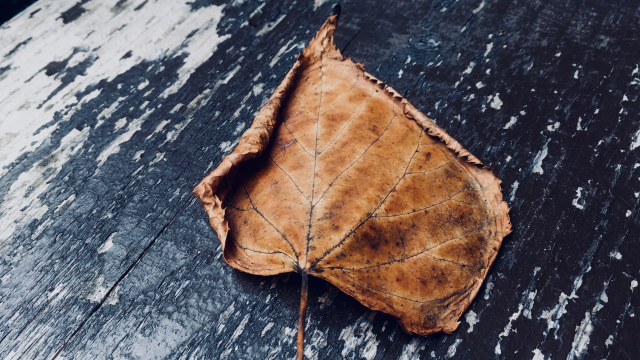 dead_leaf_wood