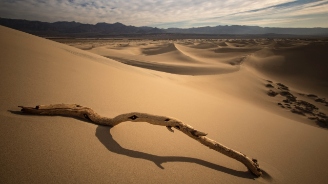 desert_branch_sand_unsplash