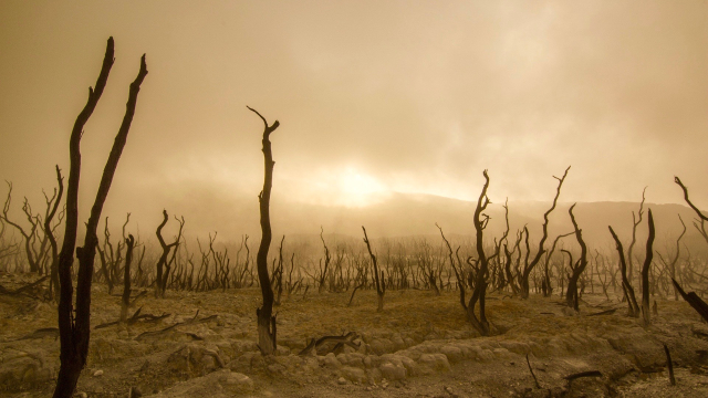 desert_dead_trees