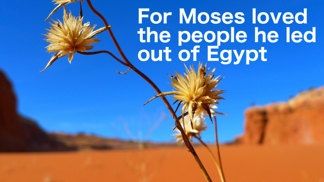 desert_flower_moses