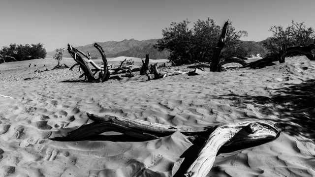 desert_wilderness_wood_unsplash
