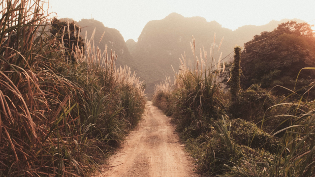 dirt_path_vegetation_unsplash