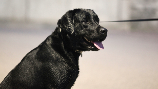 dog_labraodor_lead_unsplash