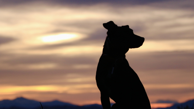 dog_silhouette_sunset_unsplash