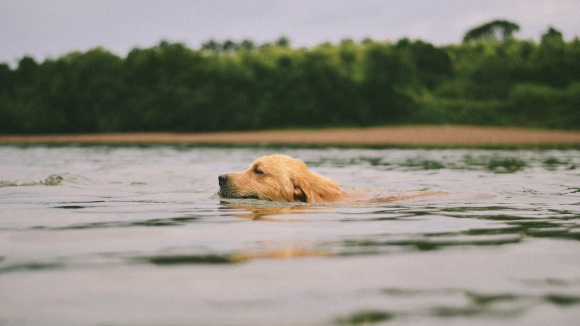 Swimming against the tide