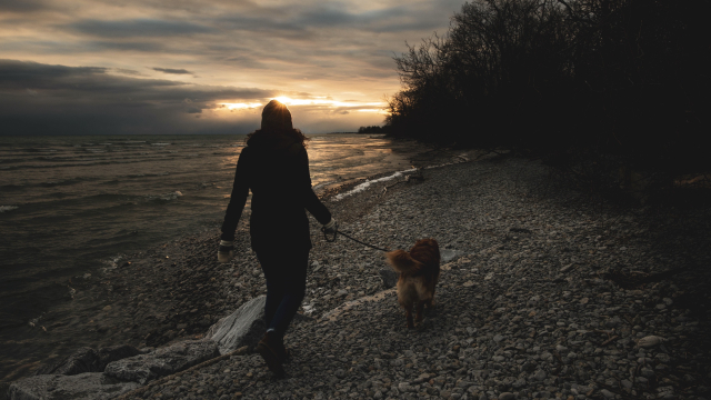dog_walking_beach_sunset_unsplash