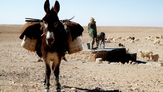 donkey_shepherds_desert