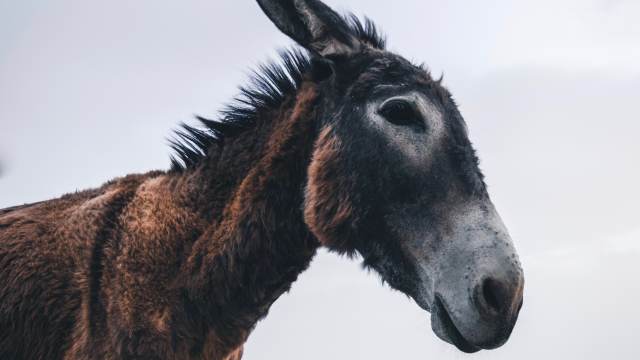 donkey_unsplash