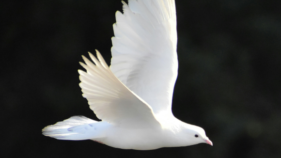 Dove download