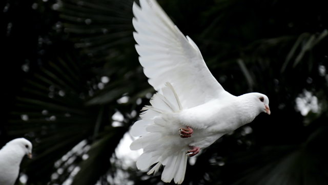 dove_pigeon_flying_unsplash