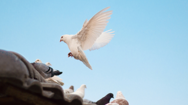doves_pigeons_roof_unsplash