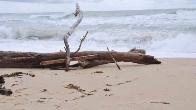 driftwood_ocean_beach
