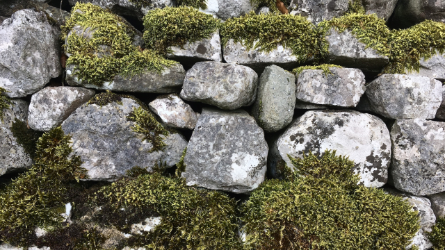 drystone_wall_moss_jc