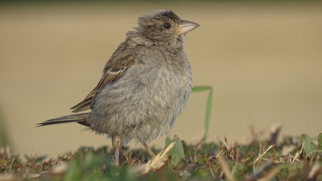 dunnock_bird_shirley_shaw