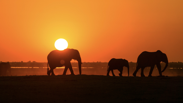 elephants_family_sunset_unsplash