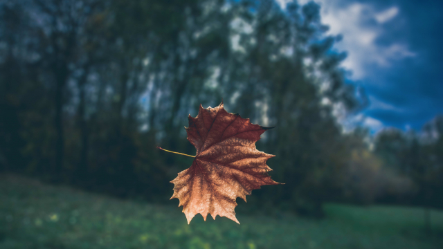 falling_leaf_maple_unsplash