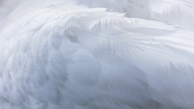 feathers_wing_white_unsplash