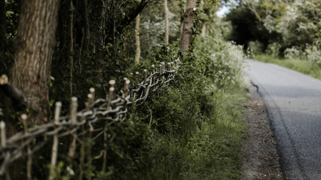 fence_hedges_road_unsplash