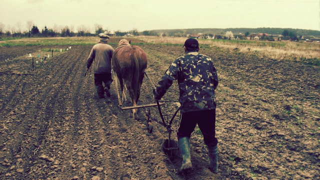 field_farmers_plough_horse