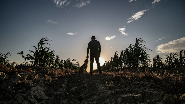 field_silhouette_dog_unsplash